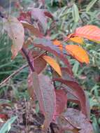 Image of Stachyurus chinensis Franch.