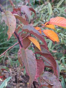 Image of Stachyurus chinensis Franch.