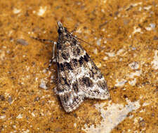 Image of Eudonia mercurella Linnaeus 1758