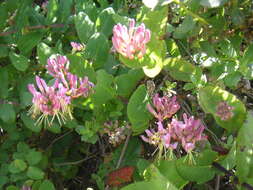 Image of pink honeysuckle