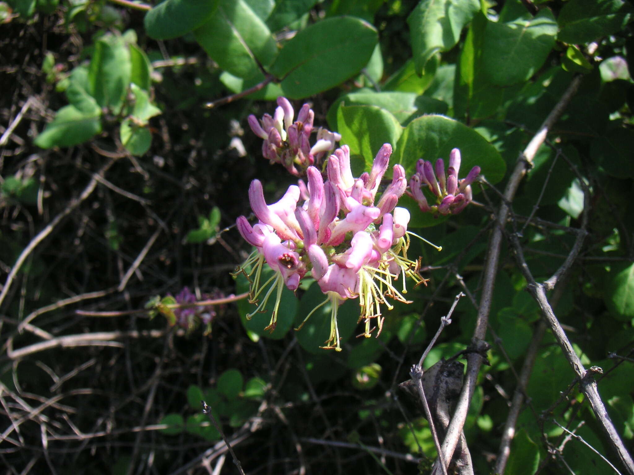 Image of pink honeysuckle