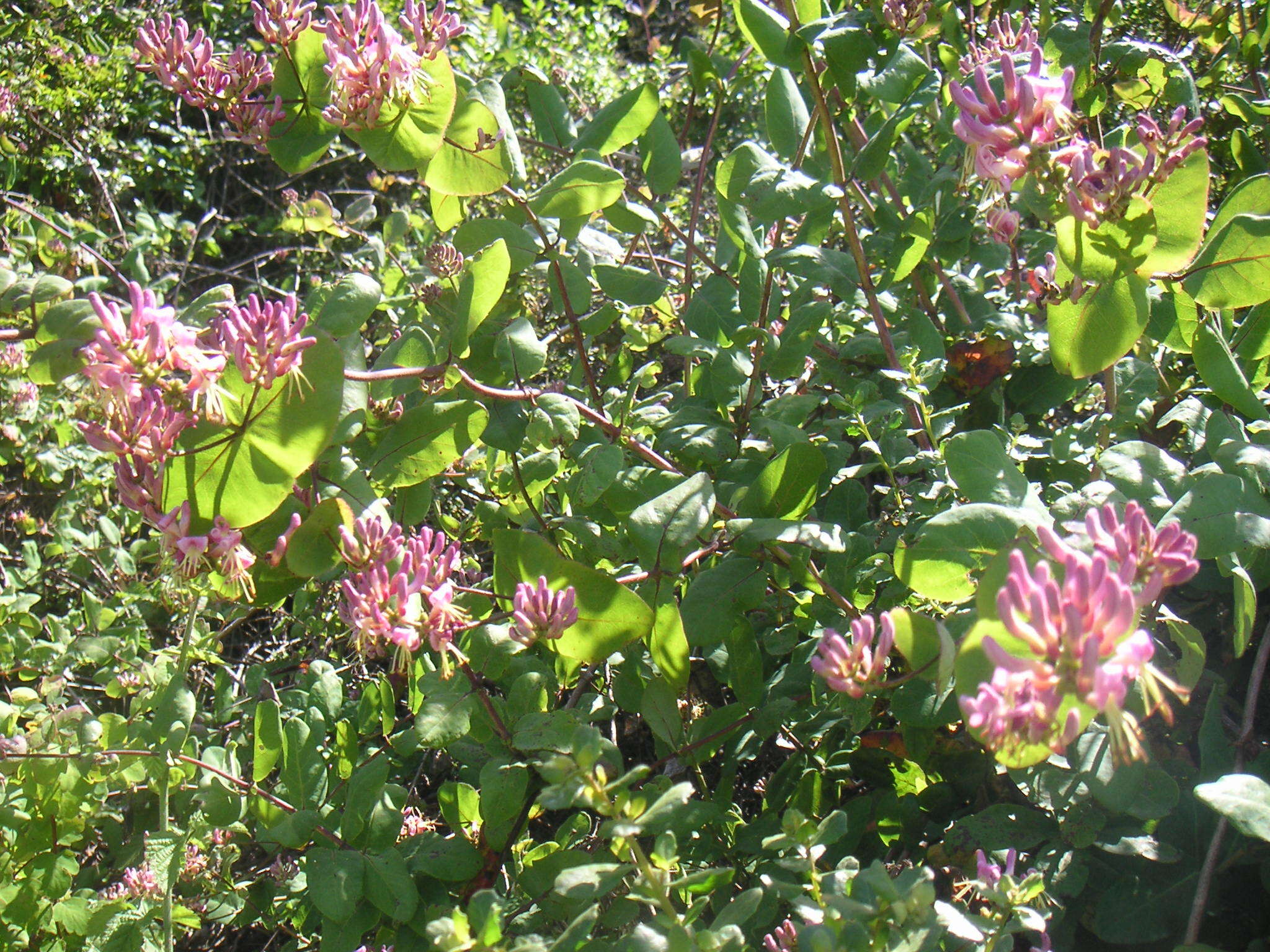 Image of pink honeysuckle