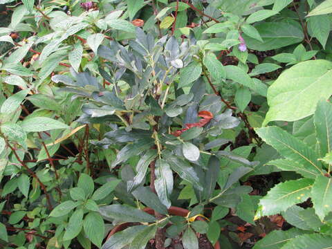 Image of Sorbus insignis (Hook. fil.) Hedl.