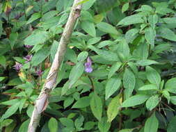 Image of Blue-flowered Impatiens