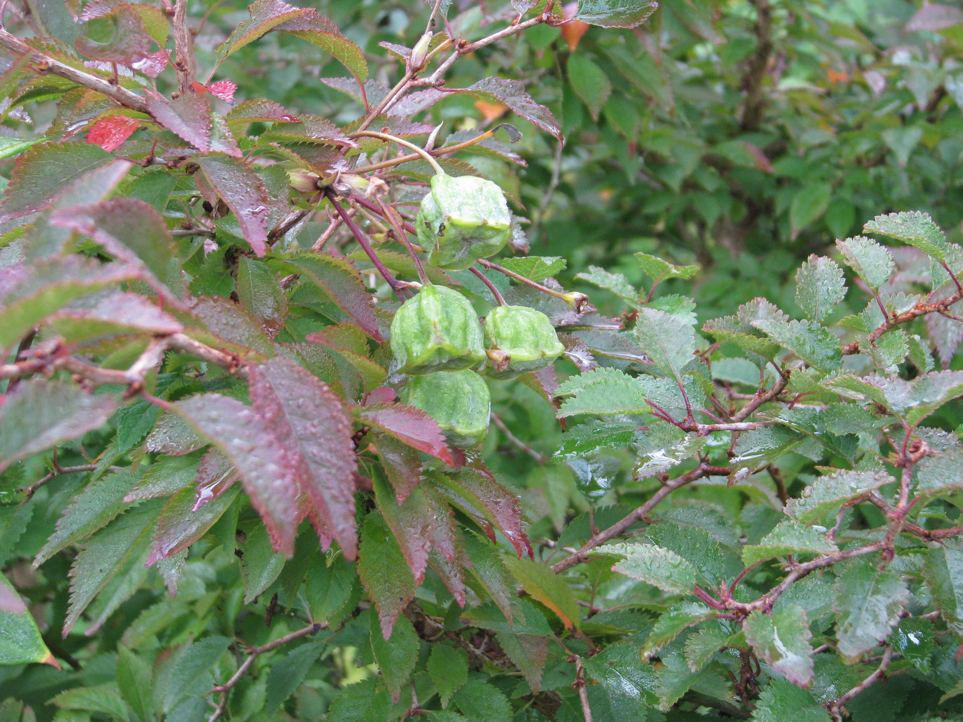 Image of Bomarea edulis (Tussac) Herb.