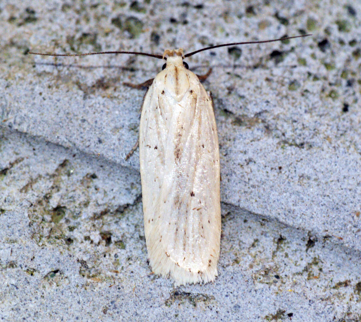 Imagem de Agonopterix pallorella Zeller 1839