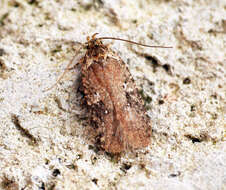 Image of Agonopterix purpurea Haworth 1812