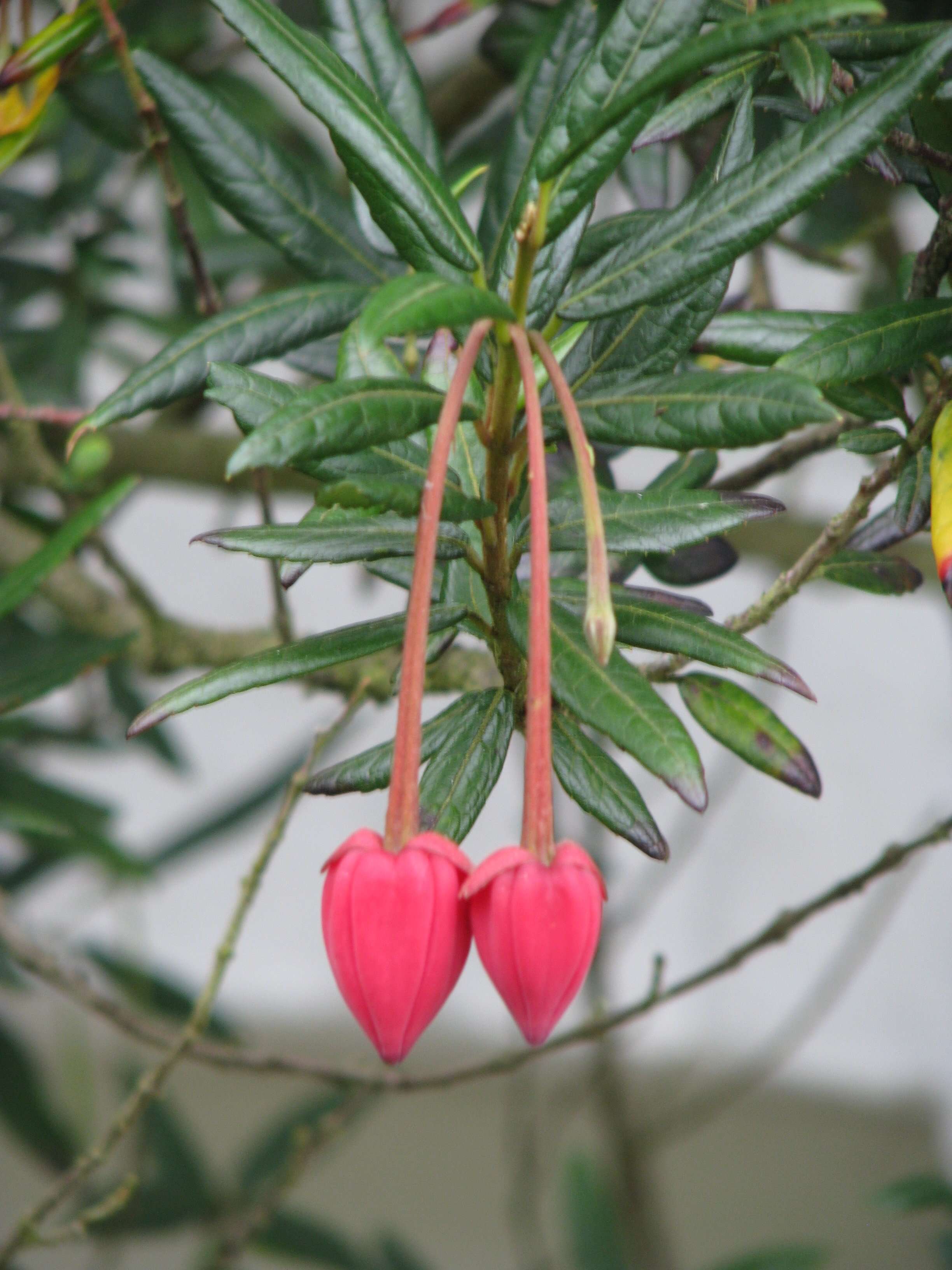 Image of Chilean Lantern Tree