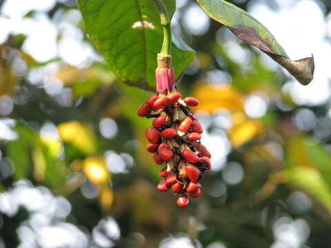 Image of Wilson's magnolia