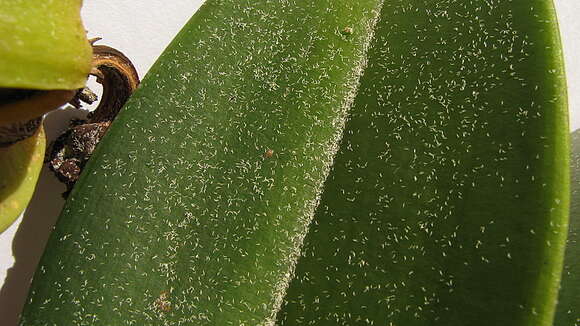 Image of Cattleya granulosa Lindl.