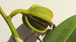 Image of Cattleya granulosa Lindl.