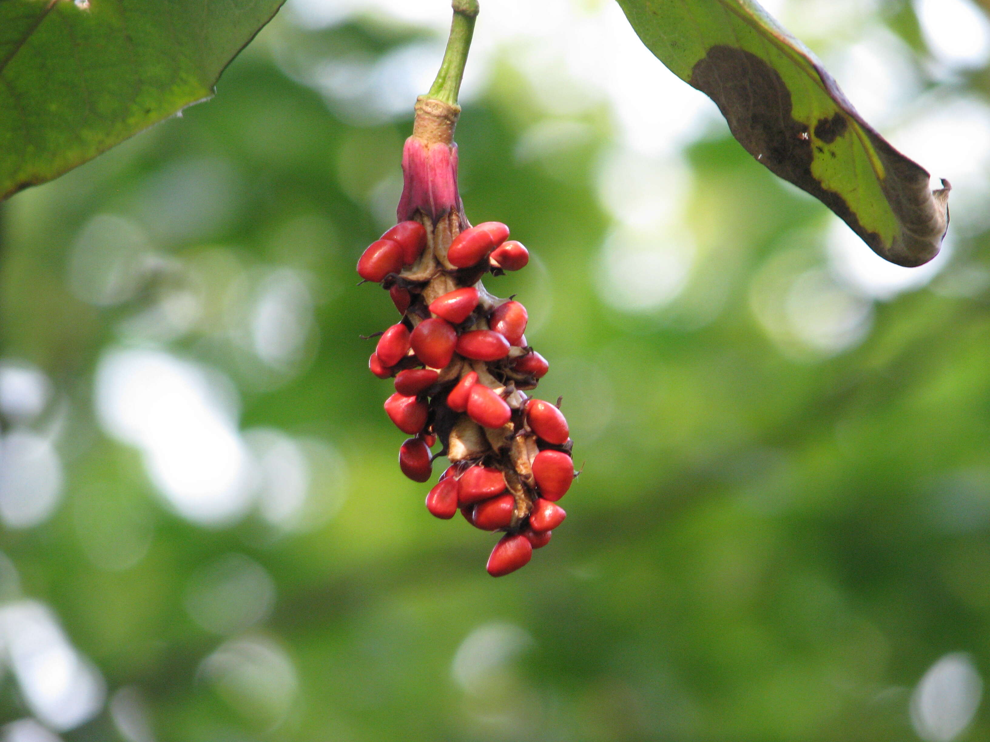 Sivun Magnolia wilsonii (Finet & Gagnep.) Rehder kuva