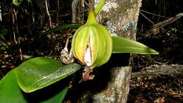 Image of Cattleya granulosa Lindl.