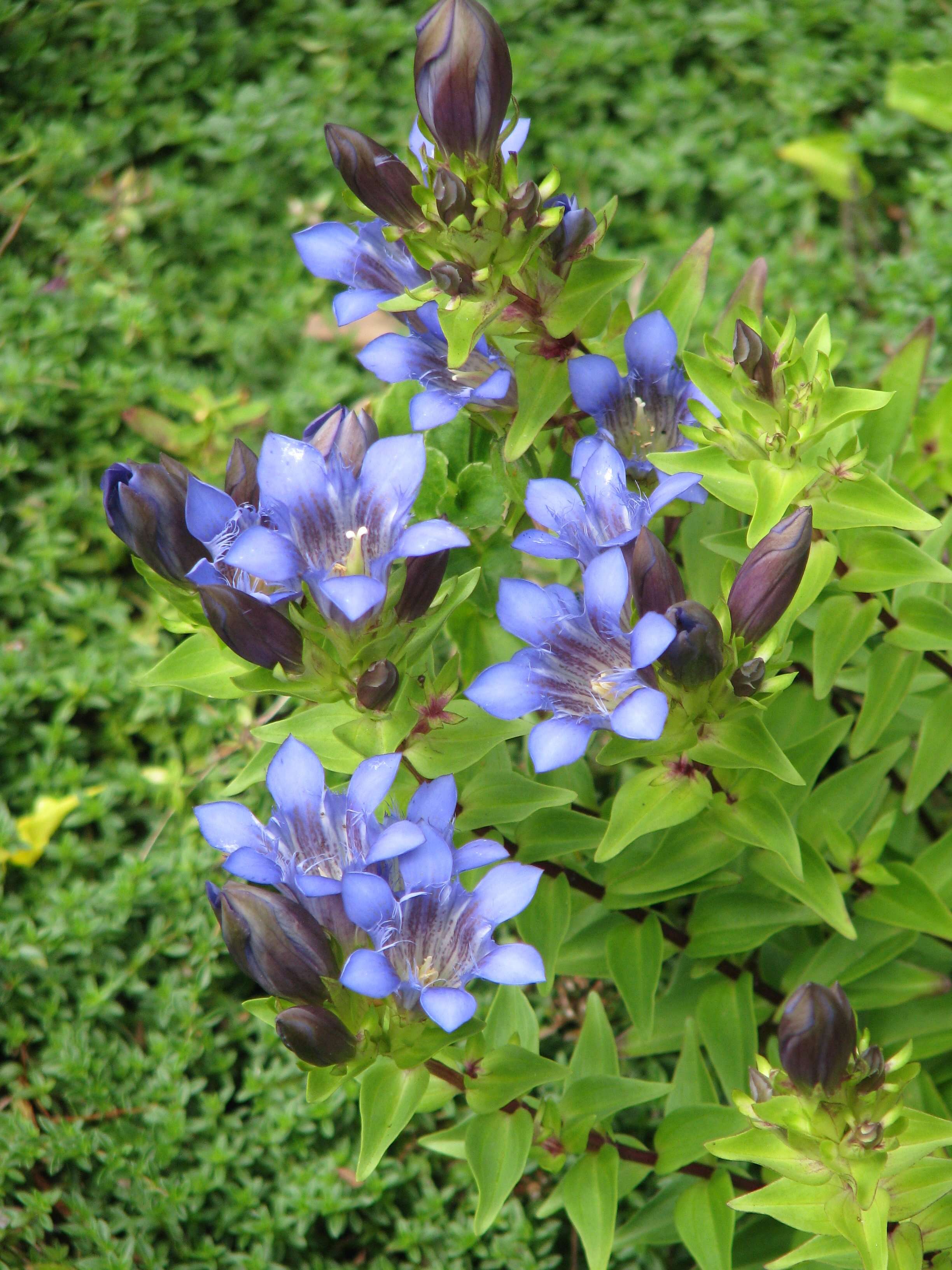 Image of crested gentian