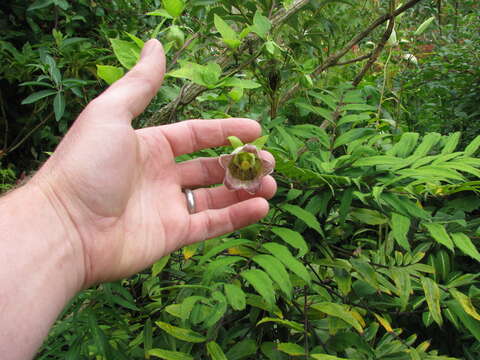 Codonopsis lanceolata (Siebold & Zucc.) Benth. & Hook. fil. ex Trautv. resmi