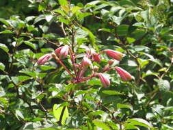 Image of Bomarea edulis (Tussac) Herb.