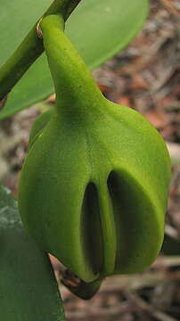 Image of Cattleya granulosa Lindl.