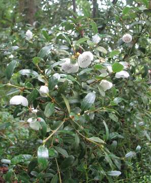 Image of Eucryphia milliganii J. D. Hook.