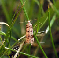 Image de Bryotropha domestica Haworth 1828