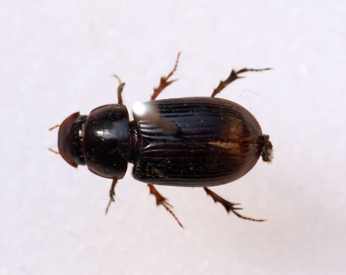 Image of Night-flying Dung Beetle