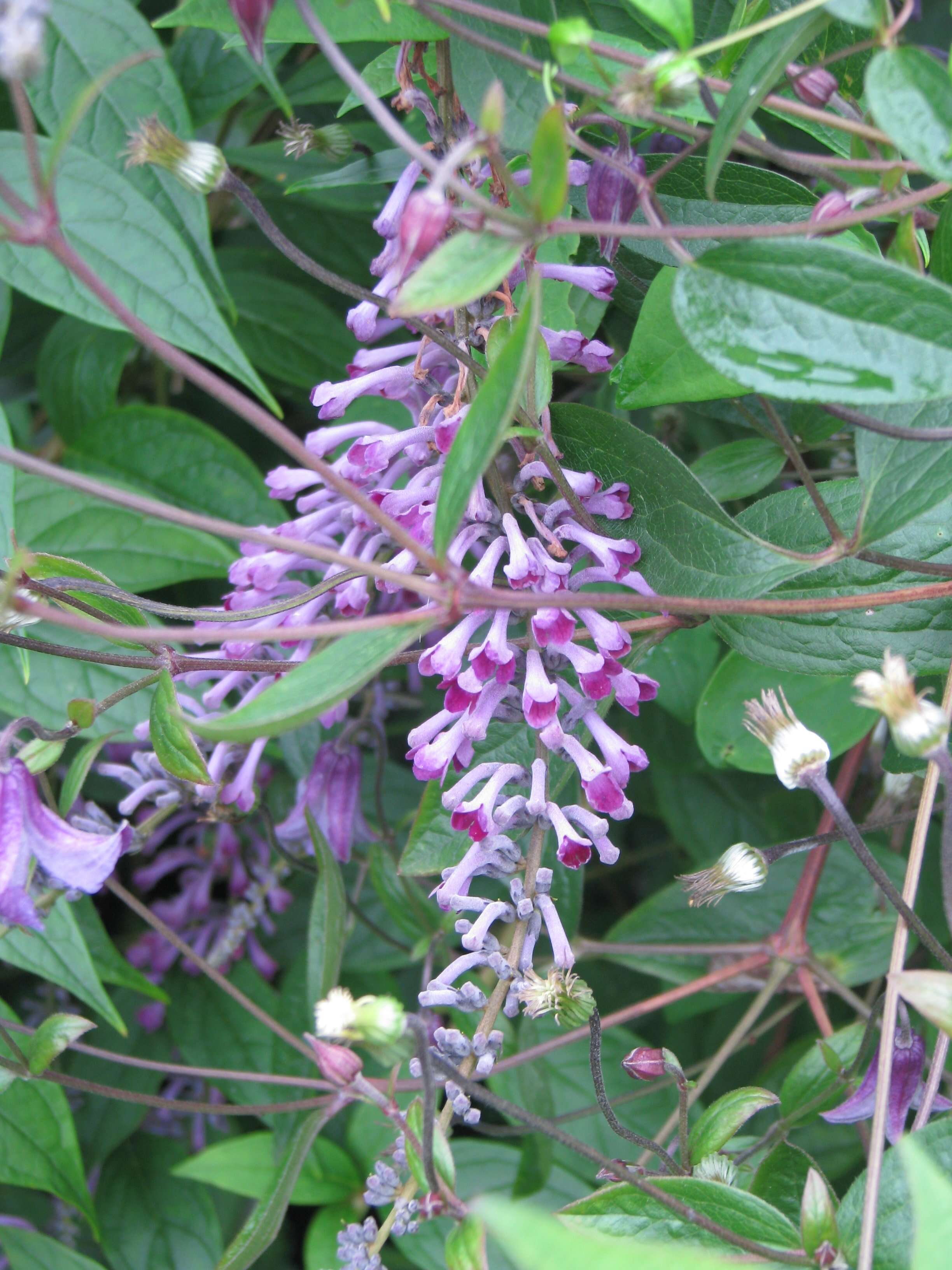 Image de Buddleja lindleyana Fortune ex Lindl.