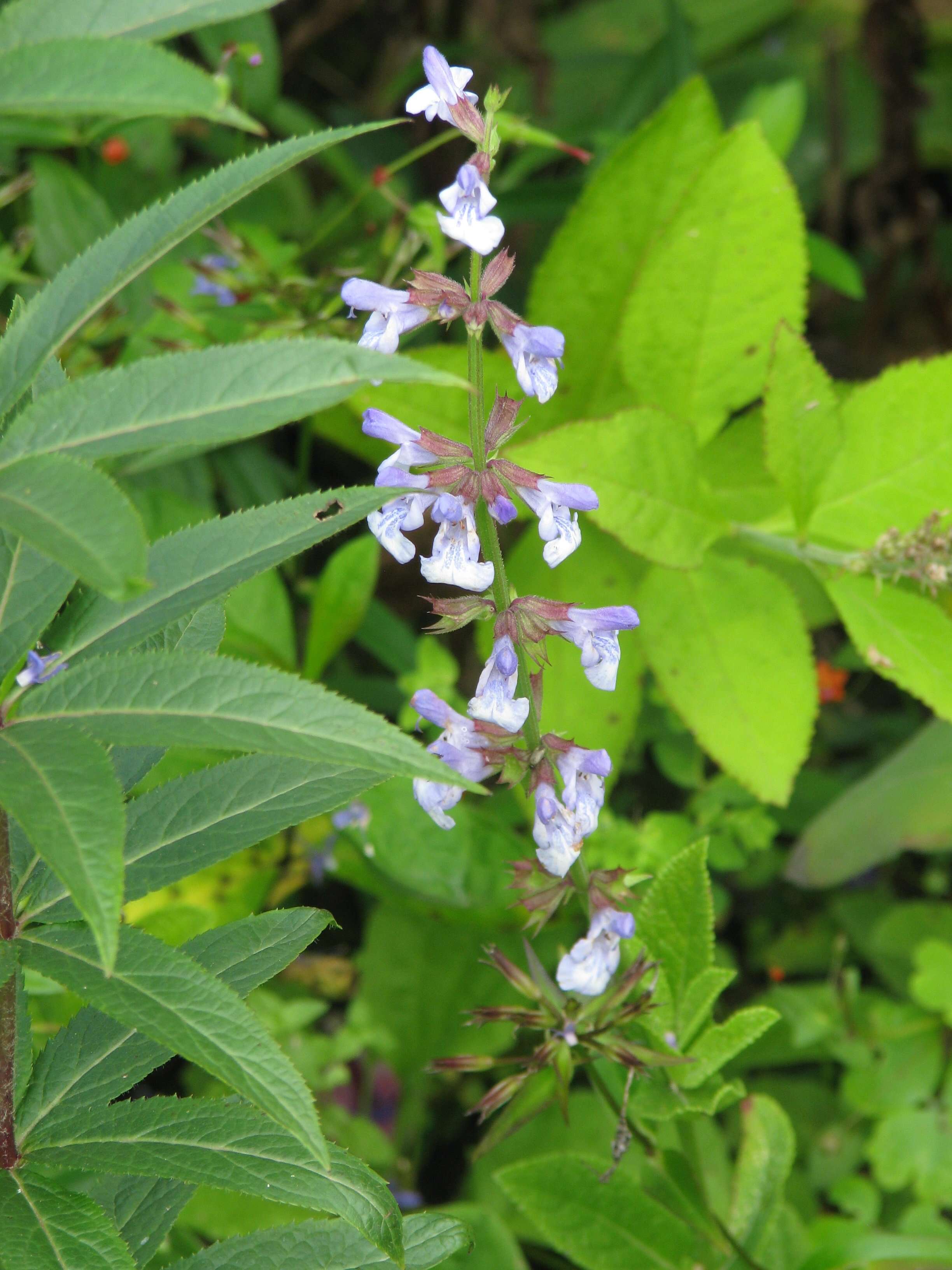 Imagem de Salvia repens Burch. ex Benth.