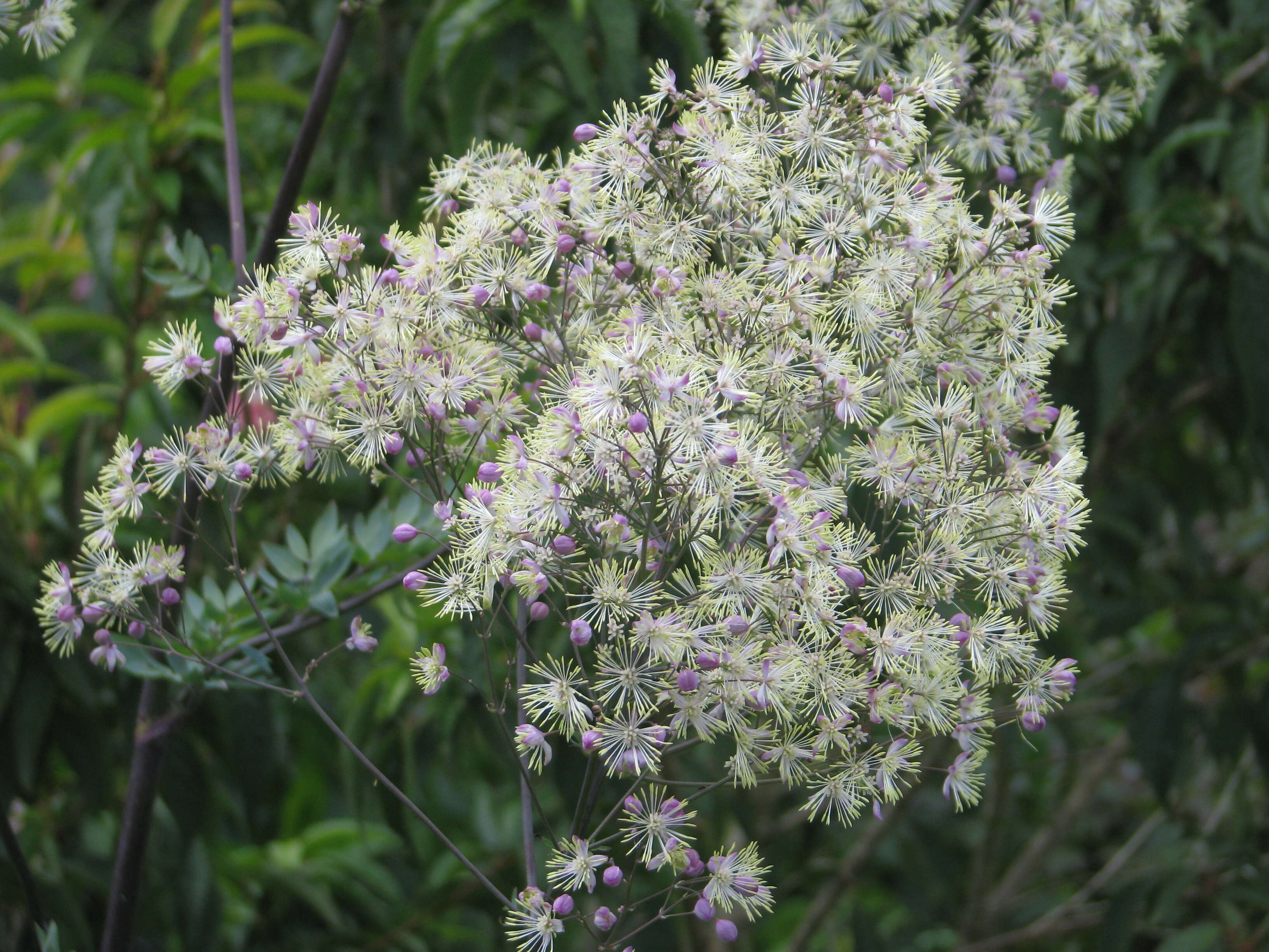 Image of meadow-rue