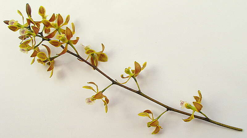 Sivun Encyclia oncidioides (Lindl.) Schltr. kuva