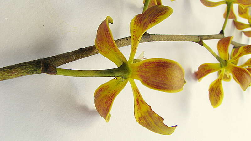 Sivun Encyclia oncidioides (Lindl.) Schltr. kuva