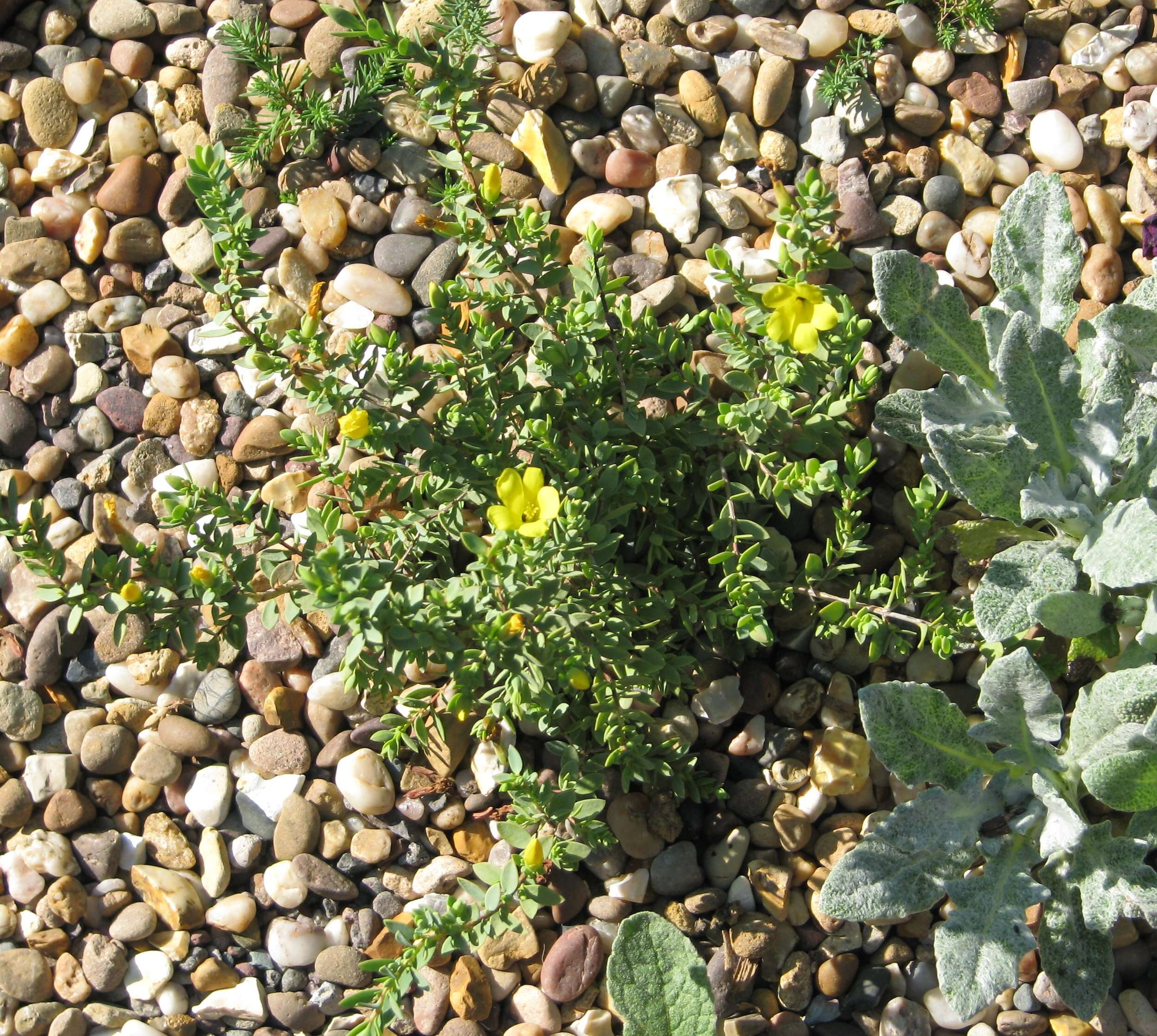 Image of Egyptian Saint John's Wort