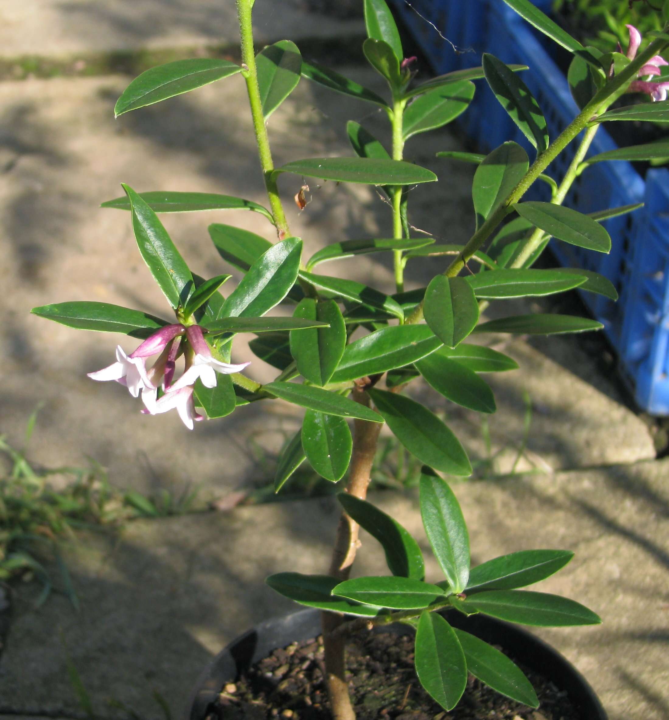 Image of Daphne tangutica Maxim.