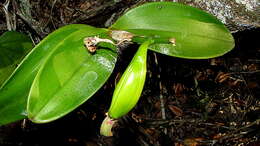 Image of Cattleya granulosa Lindl.