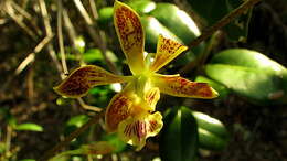 Sivun Encyclia oncidioides (Lindl.) Schltr. kuva