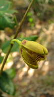 Sivun Encyclia oncidioides (Lindl.) Schltr. kuva