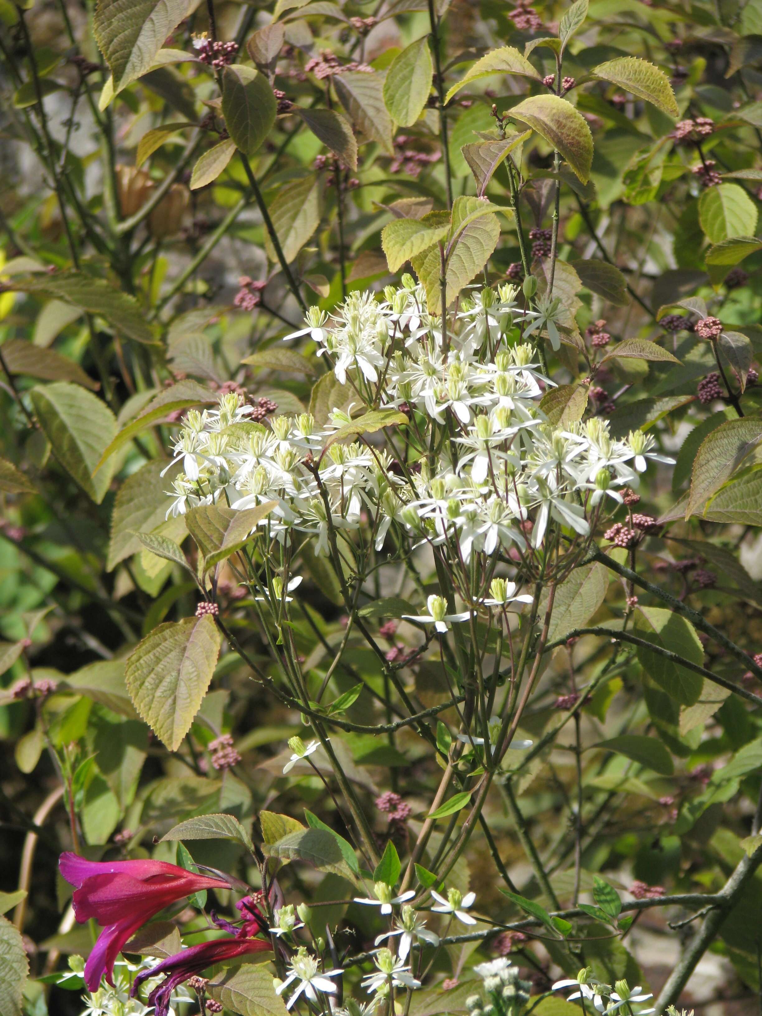 Imagem de Clematis recta L.