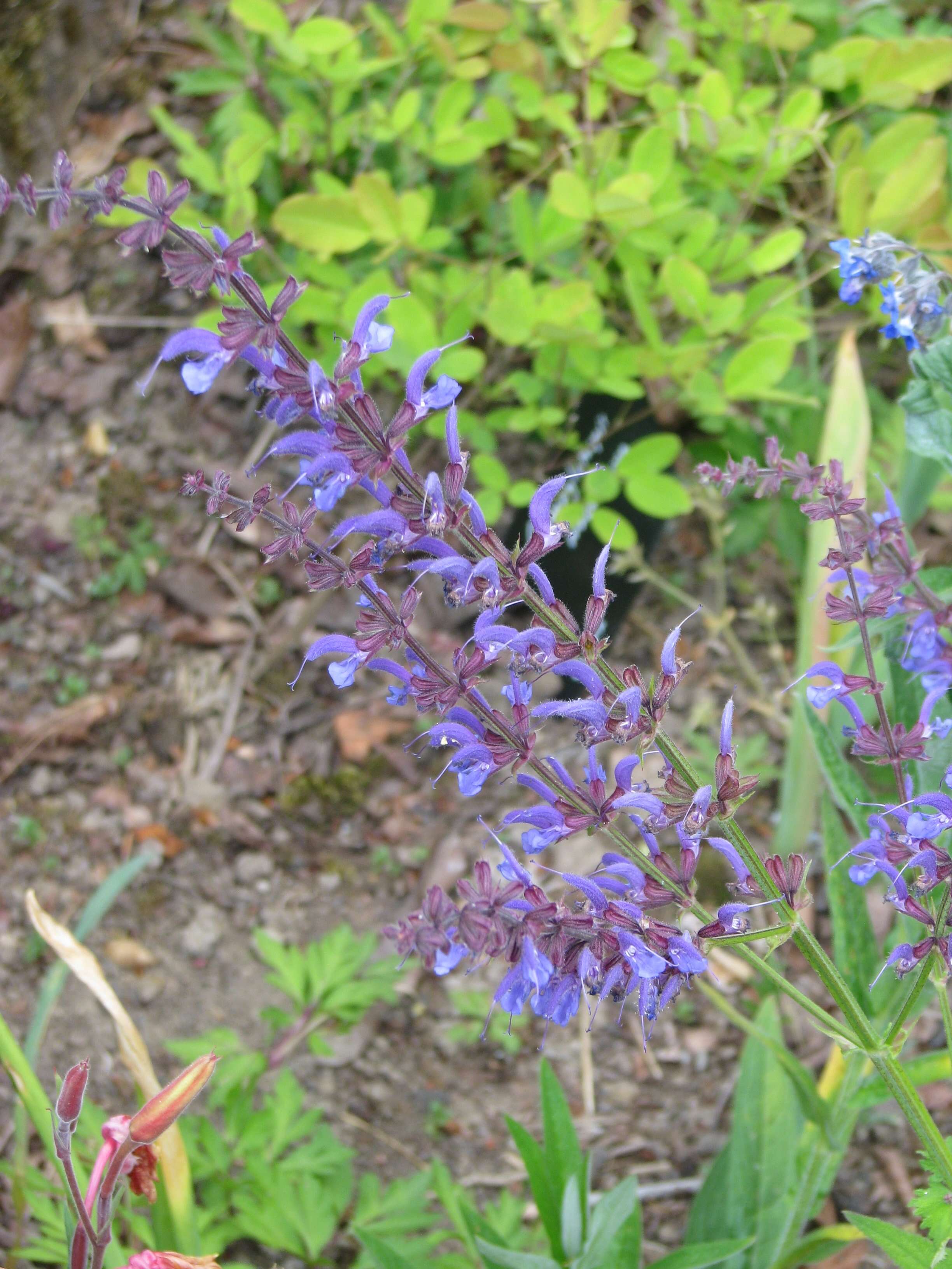 Imagem de Salvia pratensis L.