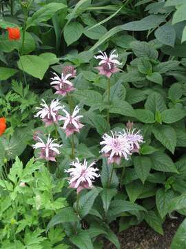 Image of eastern beebalm