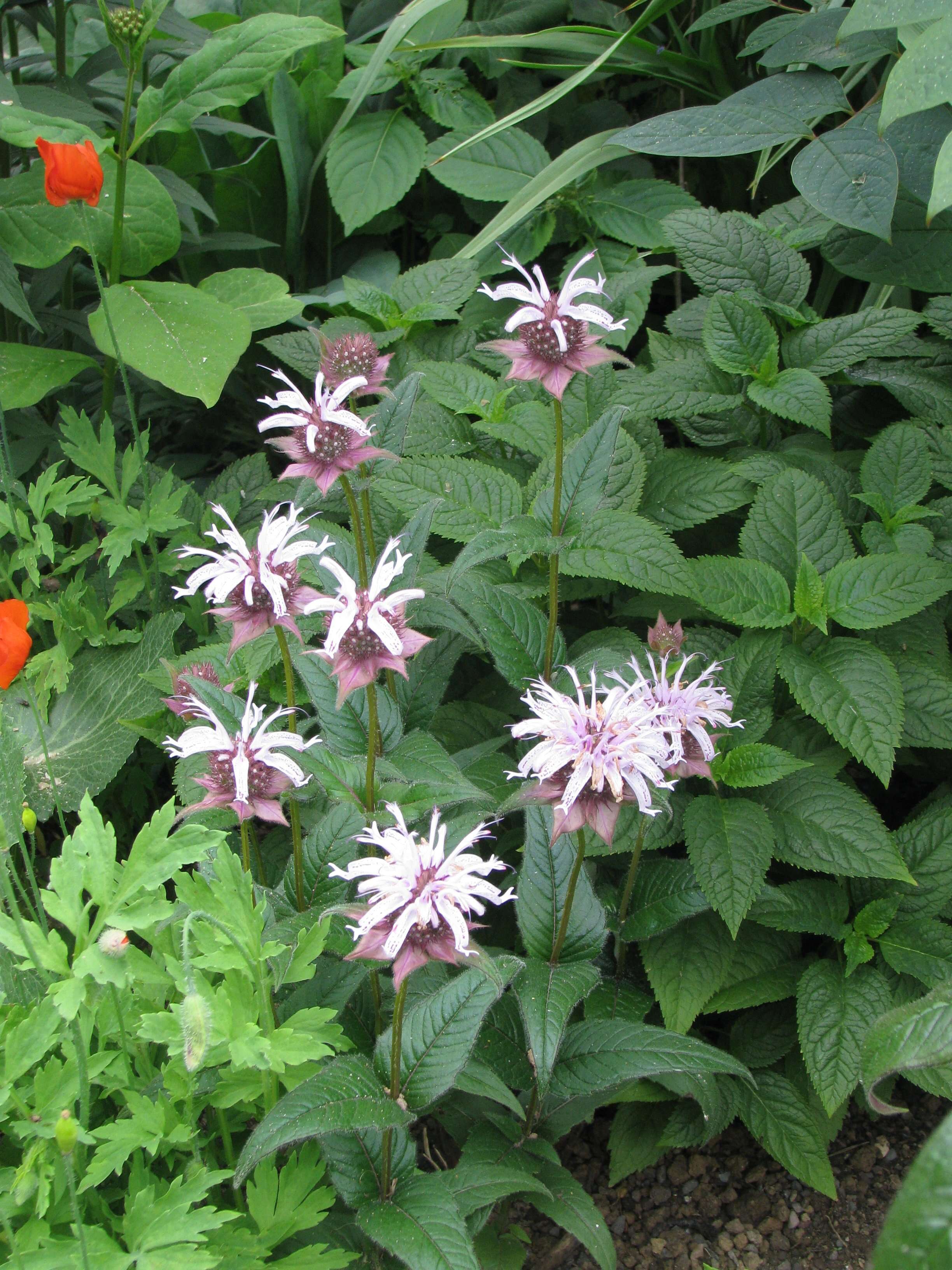 Image of eastern beebalm