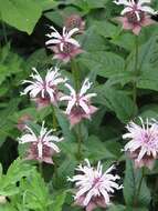 Image of eastern beebalm