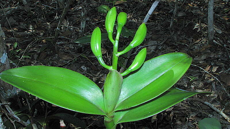 Image of Cattleya granulosa Lindl.