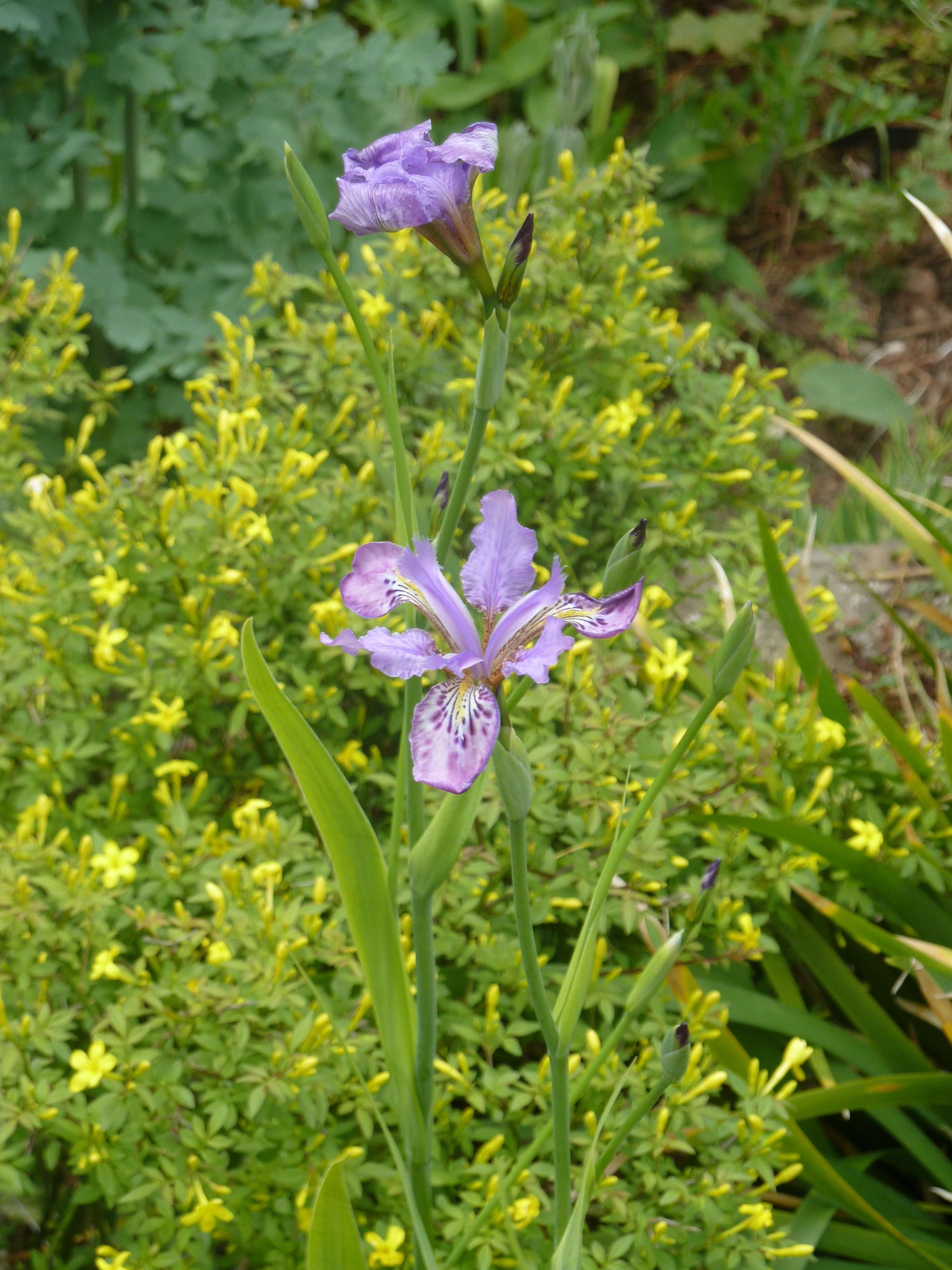 Image of Iris milesii Baker ex Foster