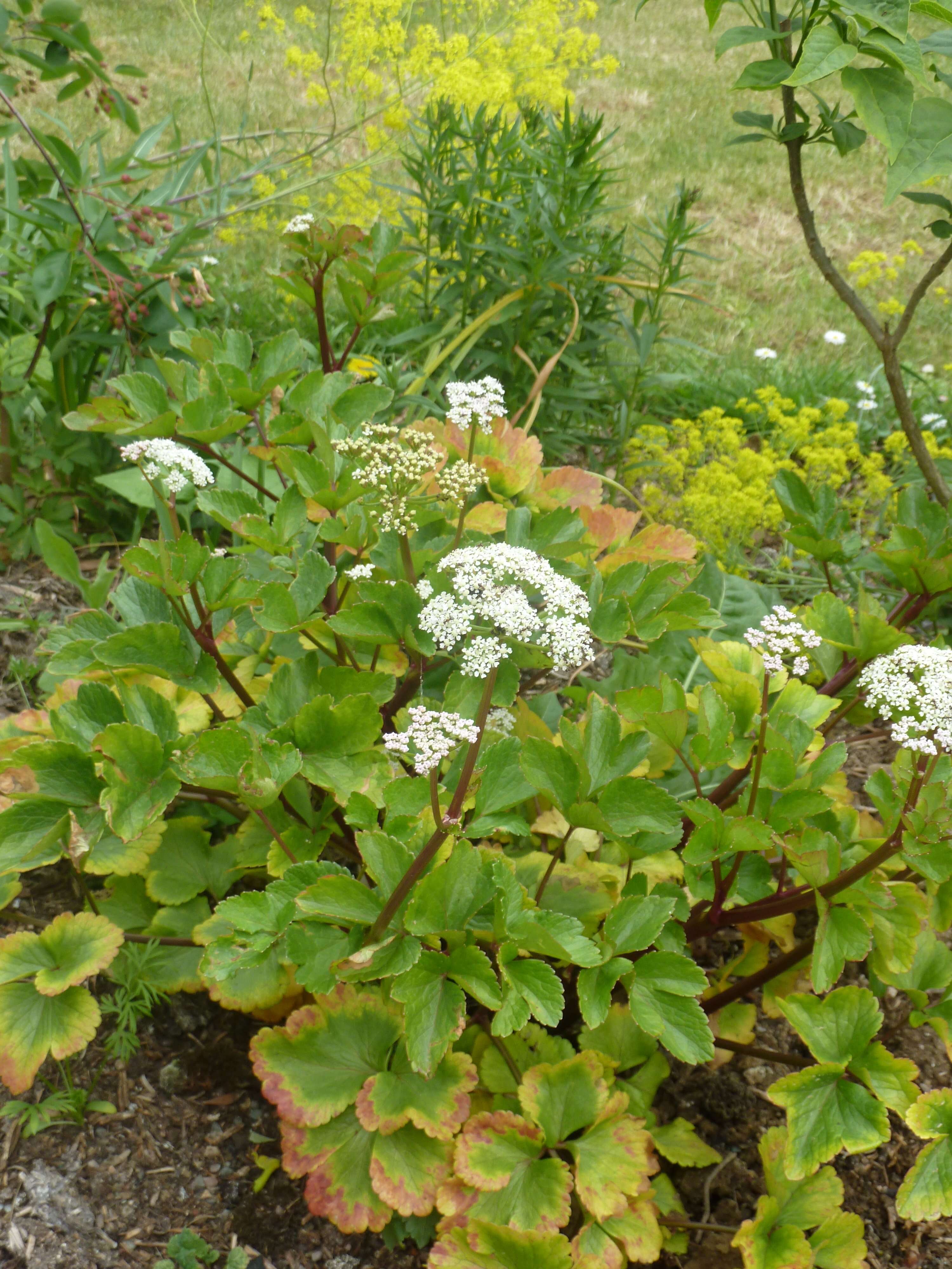 Ligusticum scoticum L. resmi