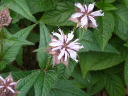 Image of eastern beebalm