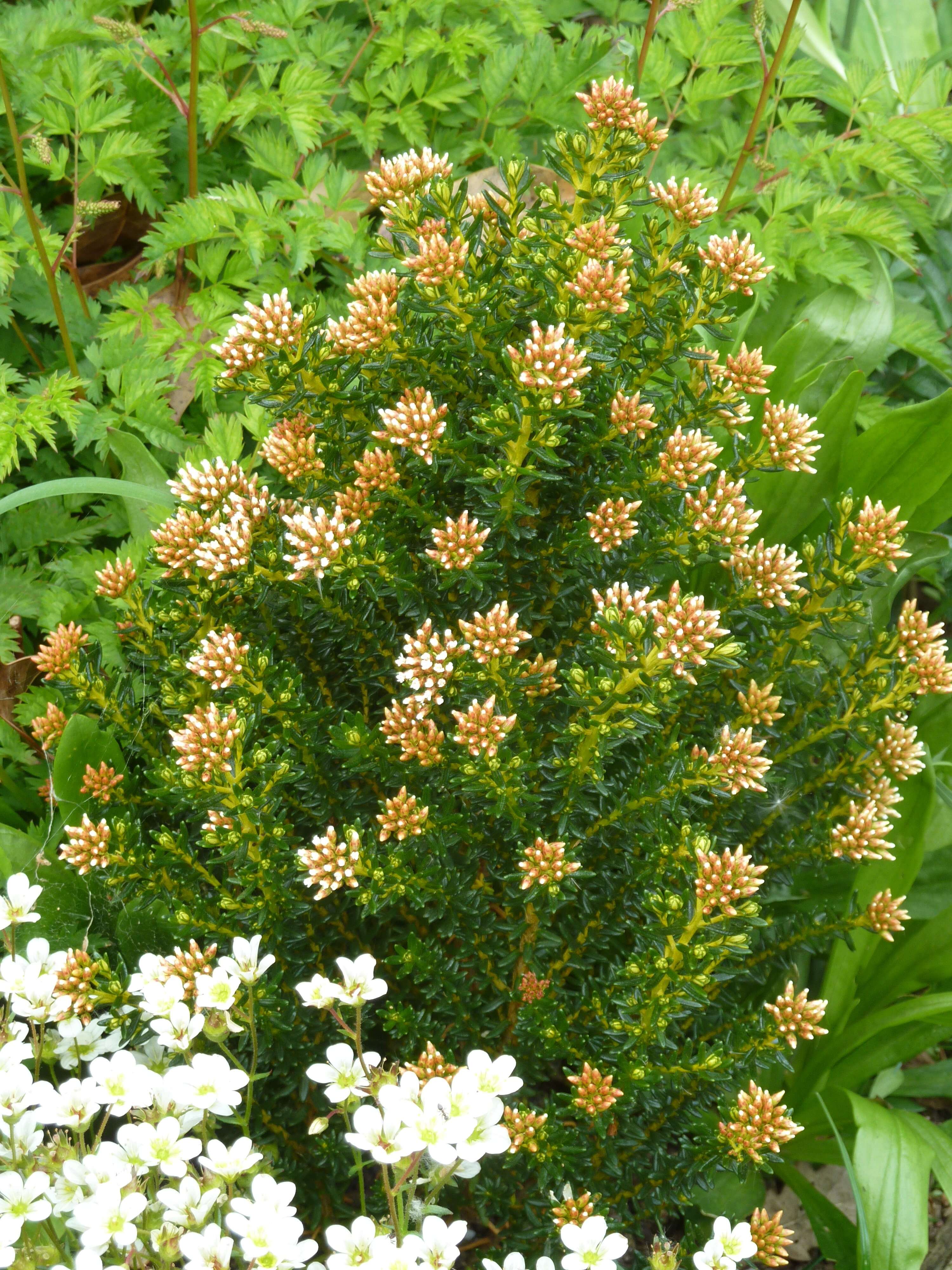 Ozothamnus ledifolius (A. Cunn. ex DC.) Hook. fil. resmi