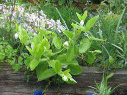 Image of Erect silky leather-flower