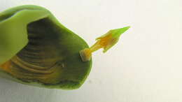 Image of Catasetum luridum (Link) Lindl.