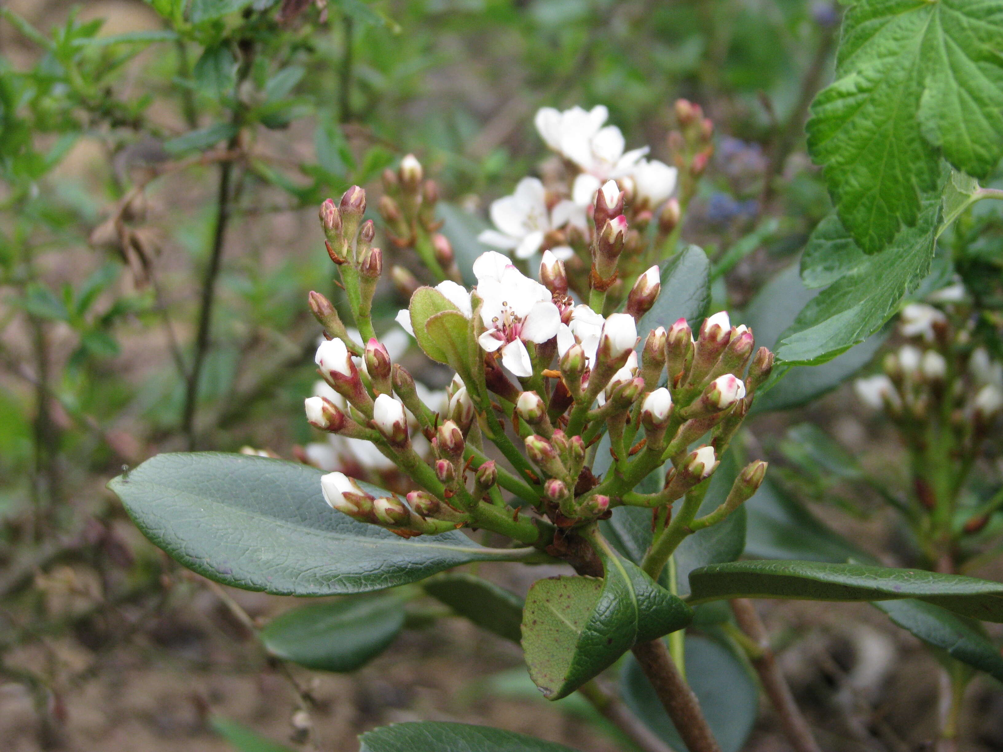 Sivun Rhaphiolepis indica var. umbellata (Thunb. ex Murray) H. Ohashi kuva