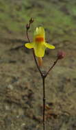 Image de Utricularia pusilla Vahl