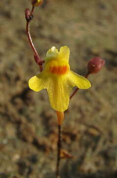 Image de Utricularia pusilla Vahl