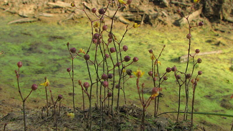 Image de Utricularia pusilla Vahl